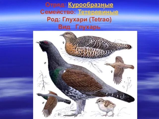 Отряд: Курообразные Семейство: Тетереви́ные Род: Глухари (Tetrao) Вид Глухарь