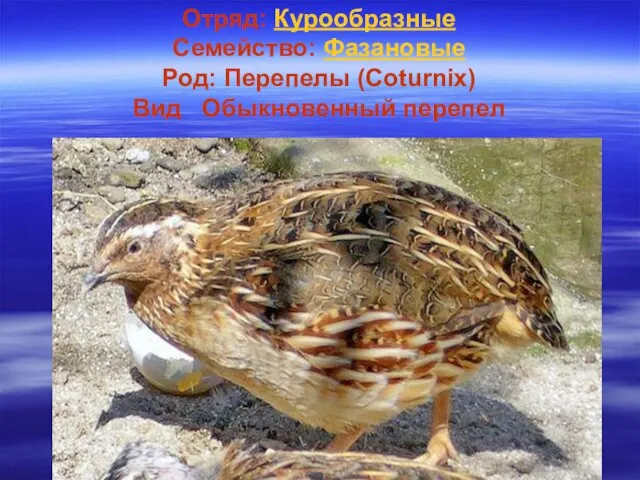 Отряд: Курообразные Семейство: Фазановые Род: Перепелы (Coturnix) Вид Обыкновенный перепел