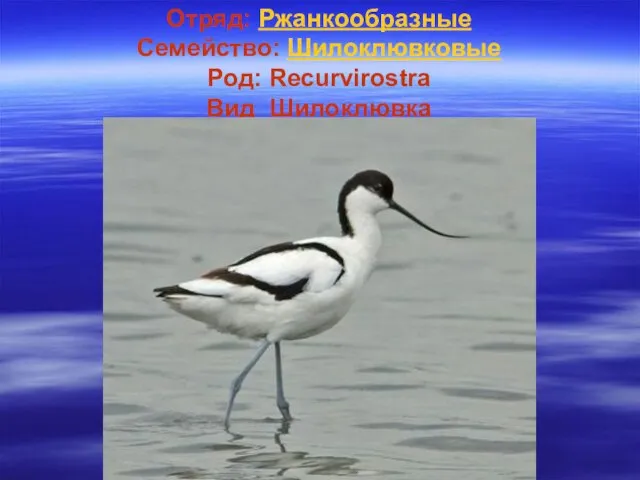 Отряд: Ржанкообразные Семейство: Шилоклювковые Род: Recurvirostra Вид Шилоклювка