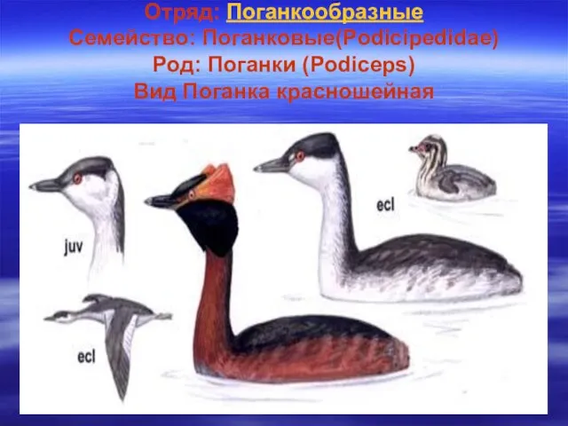 Отряд: Поганкообразные Семейство: Поганковые(Podicipedidae) Род: Поганки (Podiceps) Вид Поганка красношейная