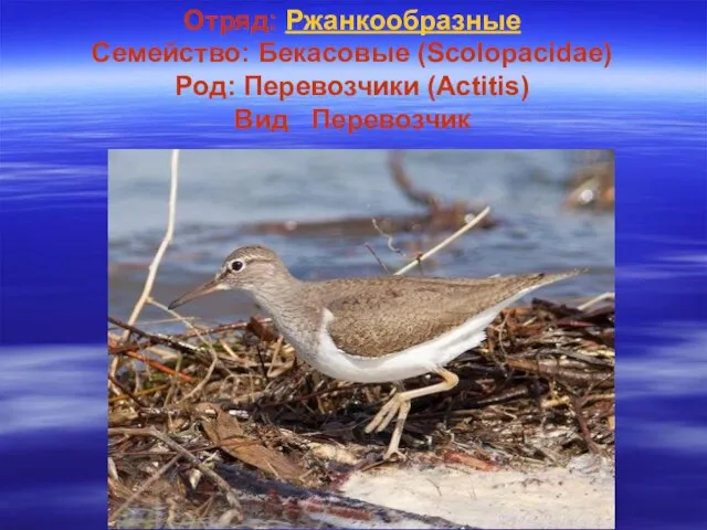 Отряд: Ржанкообразные Семейство: Бекасовые (Scolopacidae) Род: Перевозчики (Actitis) Вид Перевозчик