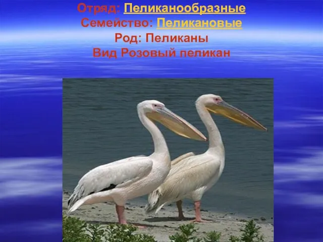 Отряд: Пеликанообразные Семейство: Пеликановые Род: Пеликаны Вид Розовый пеликан