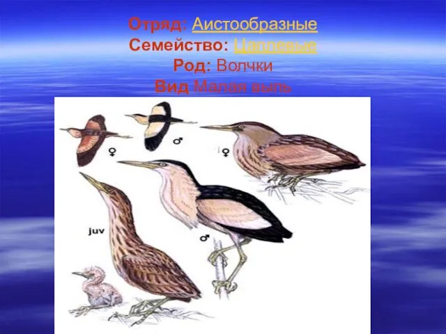 Отряд: Аистообразные Семейство: Цаплевые Род: Волчки Вид Малая выпь