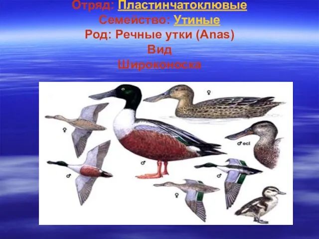 Отряд: Пластинчатоклювые Семейство: Утиные Род: Речные утки (Anas) Вид Широконоска