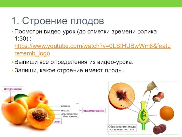 1. Строение плодов Посмотри видео-урок (до отметки времени ролика 1:30) : https://www.youtube.com/watch?v=0LStHUBwWm8&feature=emb_logo
