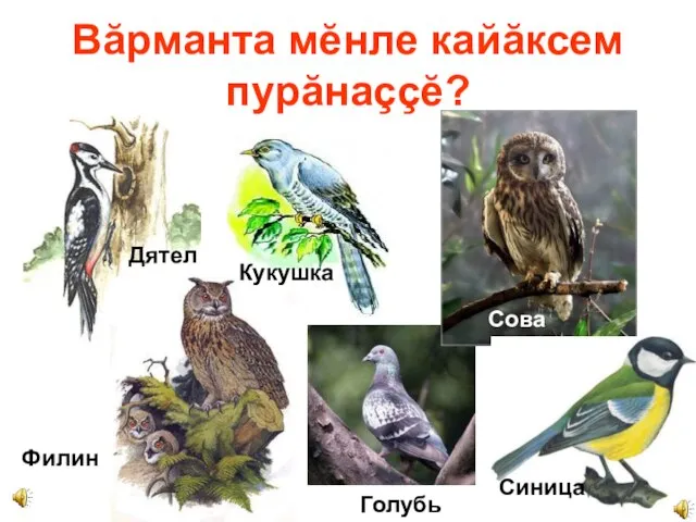 Филин Вăрманта мĕнле кайăксем пурăнаççĕ? Дятел Кукушка Сова Синица Голубь