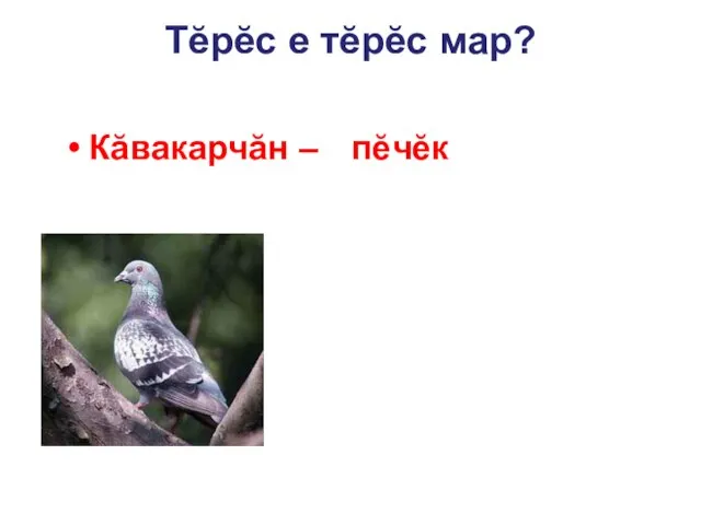 Тĕрĕс е тĕрĕс мар? Кăвакарчăн – страус пек пысăк. пĕчĕк