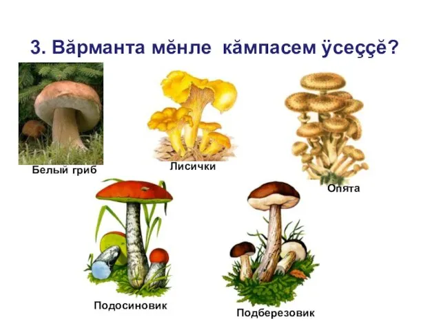 3. Вăрманта мĕнле кăмпасем ÿсеççĕ? Белый гриб Лисички Опята Подосиновик Подберезовик