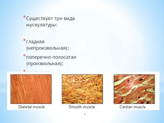 Существует три вида мускулатуры: гладкая (непроизвольная); поперечно-полосатая (произвольная); сердечная.