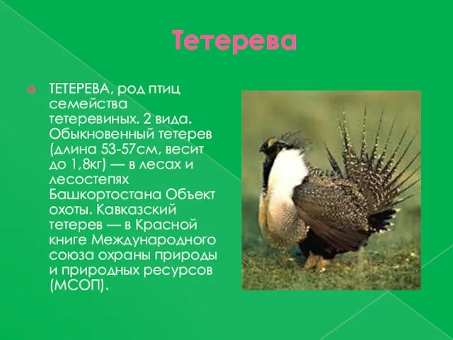 Тетерева ТЕТЕРЕВА, род птиц семейства тетеревиных. 2 вида. Обыкновенный тетерев (длина 53-57см,