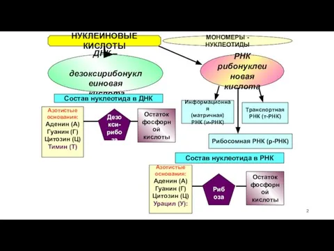 НУКЛЕИНОВЫЕ КИСЛОТЫ МОНОМЕРЫ - НУКЛЕОТИДЫ ДНК – дезоксирибонуклеиновая кислота РНК рибонуклеиновая кислота