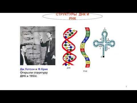 СТРУКТУРЫ ДНК И РНК Дж.Уотсон и Ф.Крик Открыли структуру ДНК в 1953г.