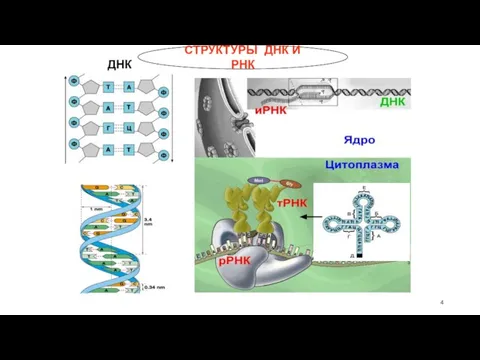 СТРУКТУРЫ ДНК И РНК ДНК