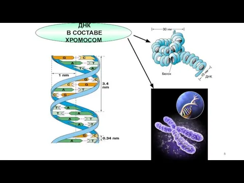 ДНК В СОСТАВЕ ХРОМОСОМ