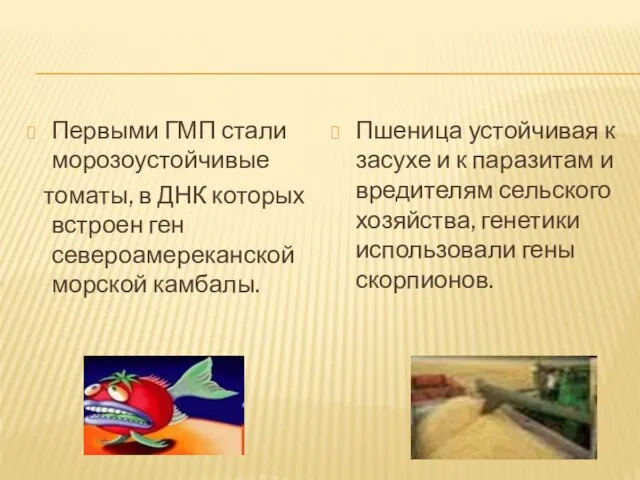 Первыми ГМП стали морозоустойчивые томаты, в ДНК которых встроен ген североамереканской морской