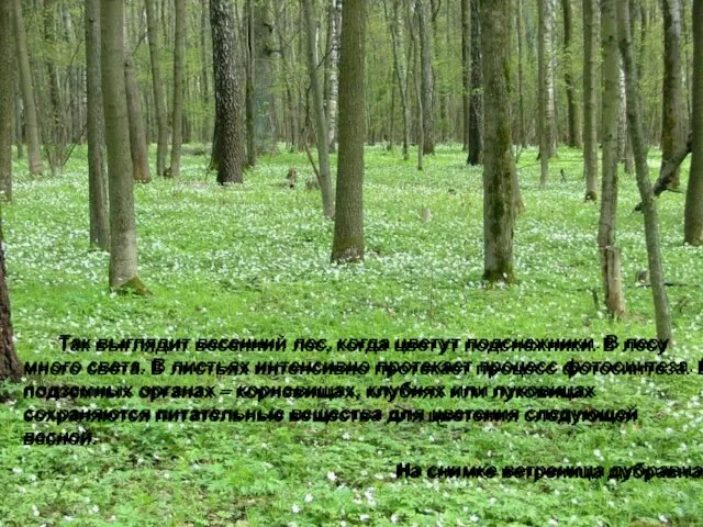 Так выглядит весенний лес, когда цветут подснежники. В лесу много света. В