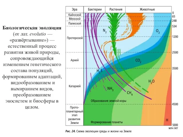 Биологическая эволюция (от лат. evolutio — «развёртывание») — естественный процесс развития живой