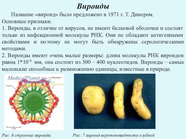 Вироиды Название «вироид» было предложено в 1971 г. Т. Динером. Основные признаки: