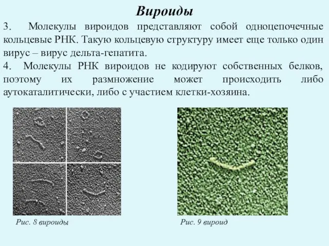 Вироиды 3. Молекулы вироидов представляют собой одноцепочечные кольцевые РНК. Такую кольцевую структуру