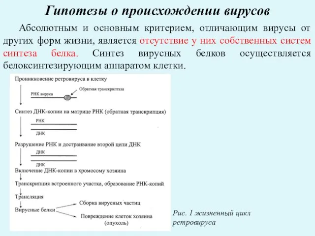 Гипотезы о происхождении вирусов Абсолютным и основным критерием, отличающим вирусы от других