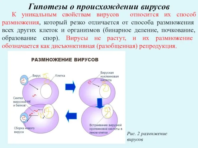 Гипотезы о происхождении вирусов К уникальным свойствам вирусов относится их способ размножения,