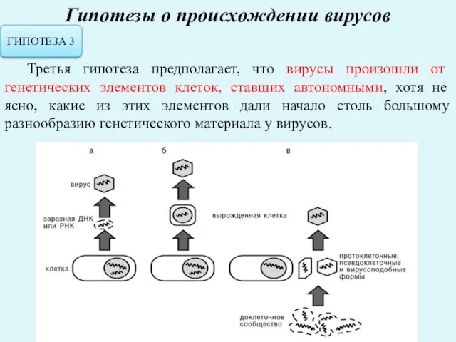 Гипотезы о происхождении вирусов ГИПОТЕЗА 3 Третья гипотеза предполагает, что вирусы произошли