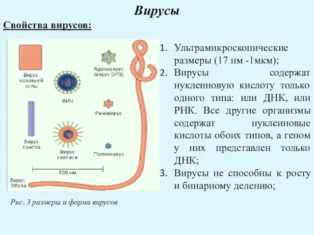 Вирусы Свойства вирусов: Рис. 3 размеры и форма вирусов Ультрамикроскопические размеры (17