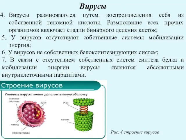 Вирусы Вирусы размножаются путем воспроизведения себя из собственной геномной кислоты. Размножение всех