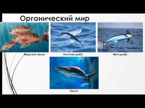 Органический мир Морской окунь Летучая рыба Меч-рыба Акула