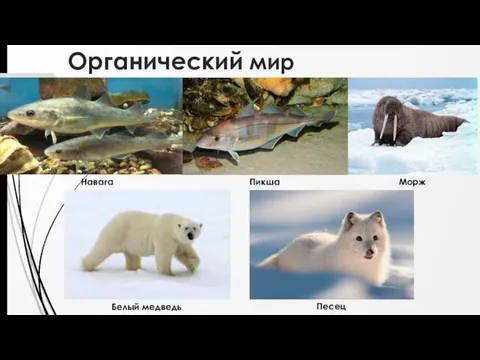 Органический мир Навага Пикша Морж Белый медведь Песец