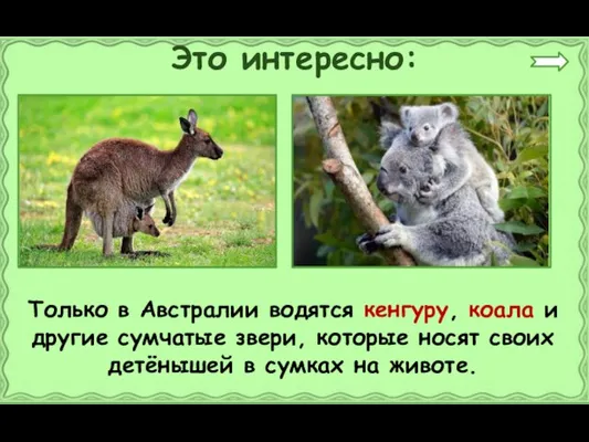 Это интересно: Только в Австралии водятся кенгуру, коала и другие сумчатые звери,