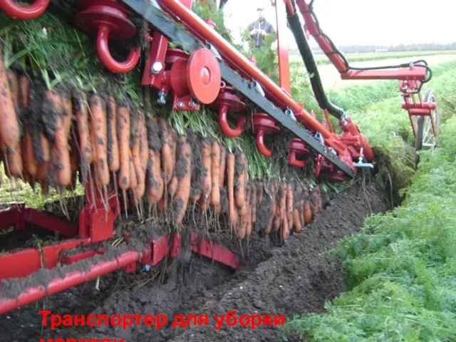 Транспортер для уборки моркови