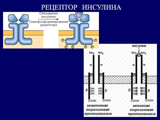 РЕЦЕПТОР ИНСУЛИНА