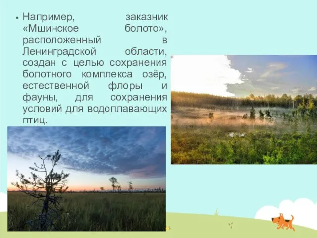 Например, заказник «Мшинское болото», расположенный в Ленинградской области, создан с целью сохранения