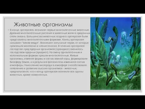 Животные организмы В конце протерозоя, возникли первые многоклеточные животные. Древние многоклеточные растения