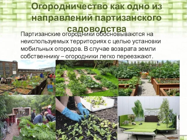 Огородничество как одно из направлений партизанского садоводства Партизанские огородники обосновываются на неиспользуемых