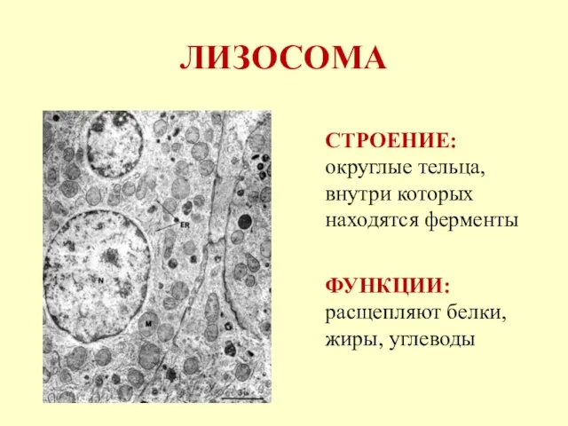 ЛИЗОСОМА СТРОЕНИЕ: округлые тельца, внутри которых находятся ферменты ФУНКЦИИ: расщепляют белки, жиры, углеводы