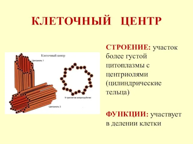 КЛЕТОЧНЫЙ ЦЕНТР СТРОЕНИЕ: участок более густой цитоплазмы с центриолями (цилиндрические тельца) ФУНКЦИИ: участвует в делении клетки