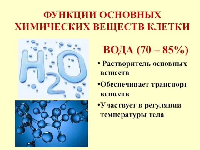 ФУНКЦИИ ОСНОВНЫХ ХИМИЧЕСКИХ ВЕЩЕСТВ КЛЕТКИ ВОДА (70 – 85%) Растворитель основных веществ