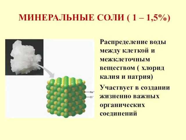 МИНЕРАЛЬНЫЕ СОЛИ ( 1 – 1,5%) Распределение воды между клеткой и межклеточным