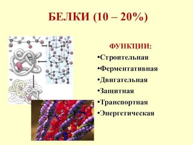 БЕЛКИ (10 – 20%) ФУНКЦИИ: Строительная Ферментативная Двигательная Защитная Транспортная Энергетическая