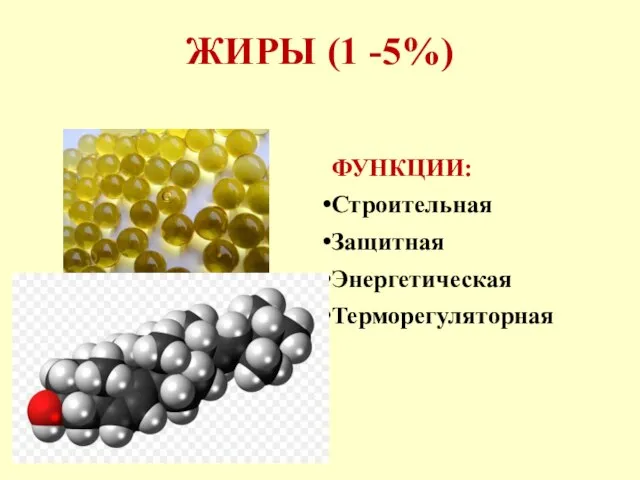 ЖИРЫ (1 -5%) ФУНКЦИИ: Строительная Защитная Энергетическая Терморегуляторная