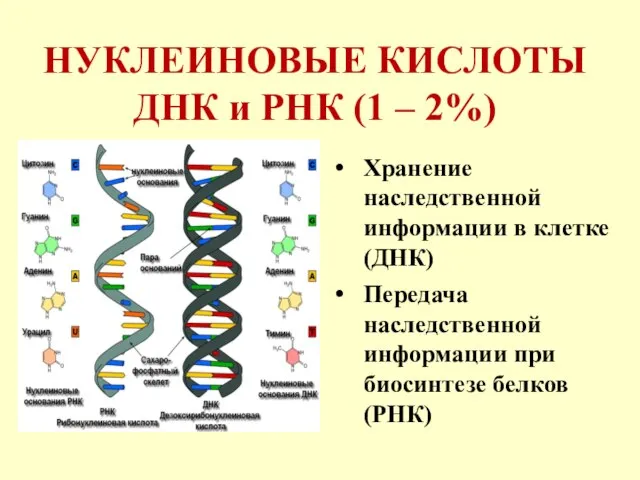 НУКЛЕИНОВЫЕ КИСЛОТЫ ДНК и РНК (1 – 2%) Хранение наследственной информации в