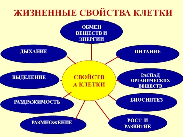 ЖИЗНЕННЫЕ СВОЙСТВА КЛЕТКИ СВОЙСТВА КЛЕТКИ БИОСИНТЕЗ РАЗМНОЖЕНИЕ ПИТАНИЕ ДЫХАНИЕ ОБМЕН ВЕЩЕСТВ И