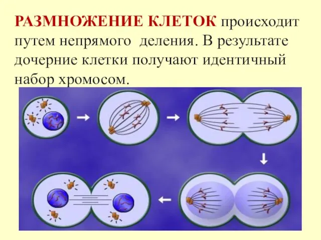 РАЗМНОЖЕНИЕ КЛЕТОК происходит путем непрямого деления. В результате дочерние клетки получают идентичный набор хромосом.