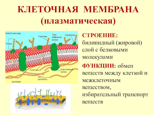 КЛЕТОЧНАЯ МЕМБРАНА (плазматическая) СТРОЕНИЕ: билипидный (жировой) слой с белковыми молекулами ФУНКЦИИ: обмен