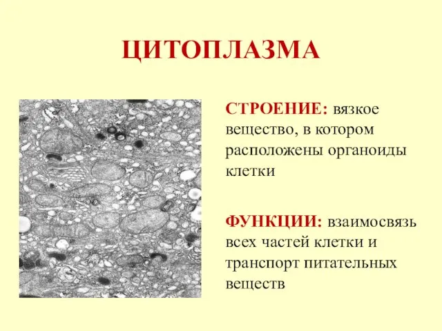 ЦИТОПЛАЗМА СТРОЕНИЕ: вязкое вещество, в котором расположены органоиды клетки ФУНКЦИИ: взаимосвязь всех