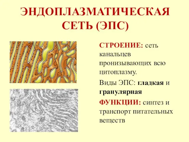 ЭНДОПЛАЗМАТИЧЕСКАЯ СЕТЬ (ЭПС) СТРОЕНИЕ: сеть канальцев пронизывающих всю цитоплазму. Виды ЭПС: гладкая