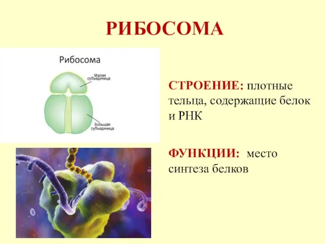РИБОСОМА СТРОЕНИЕ: плотные тельца, содержащие белок и РНК ФУНКЦИИ: место синтеза белков