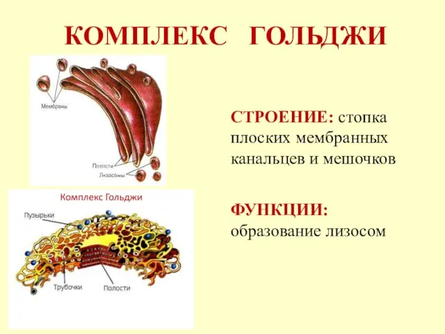 КОМПЛЕКС ГОЛЬДЖИ СТРОЕНИЕ: стопка плоских мембранных канальцев и мешочков ФУНКЦИИ: образование лизосом